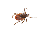 Ticks