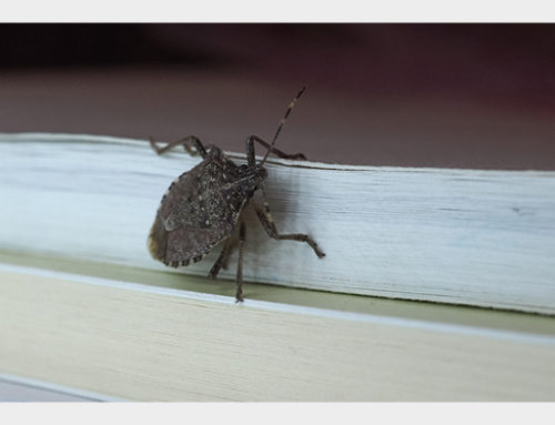 How to Get Rid of Stink Bugs – Stink Bugs Monmouth County
