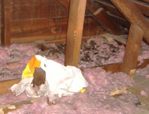 Cleaning Your Attic From Animal Droppings