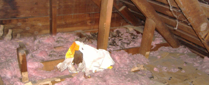 Attic Cleanouts - Animal Cleanouts