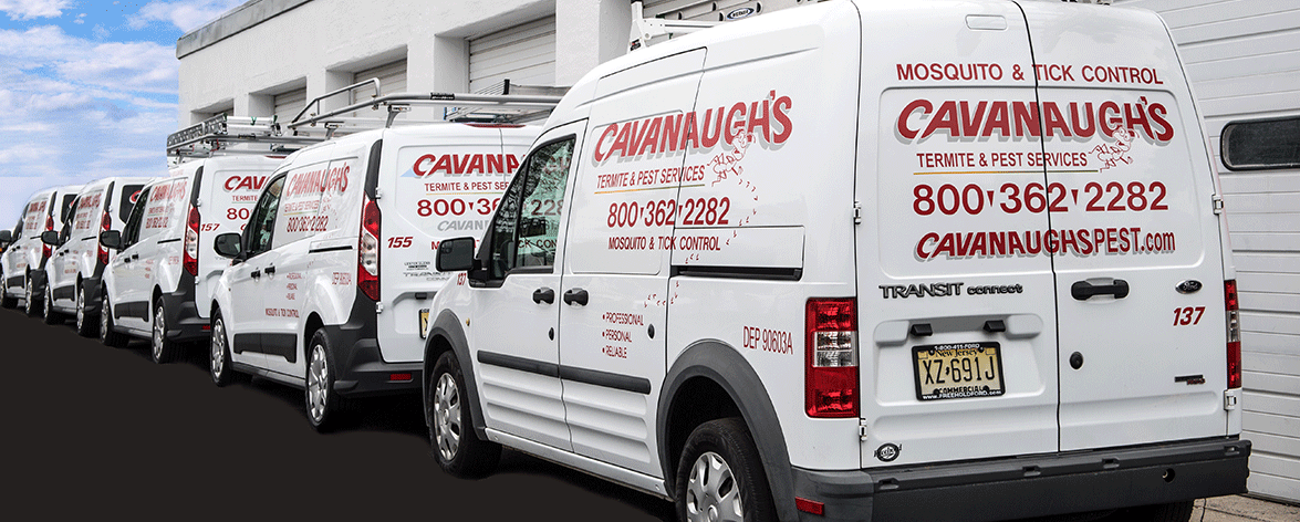 Exterminator Hamilton NJ