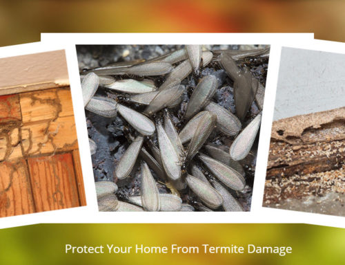 Top Tips for Handling a Termite Swarm