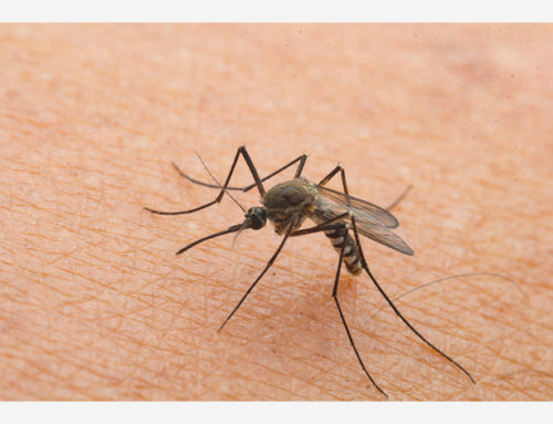 Top 5 Tips to Keep Mosquitoes Away This Summer