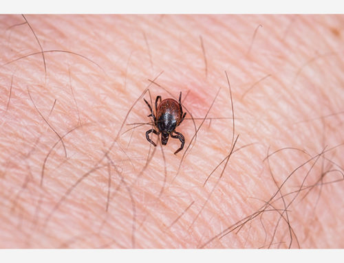 Spring Means Tick Season