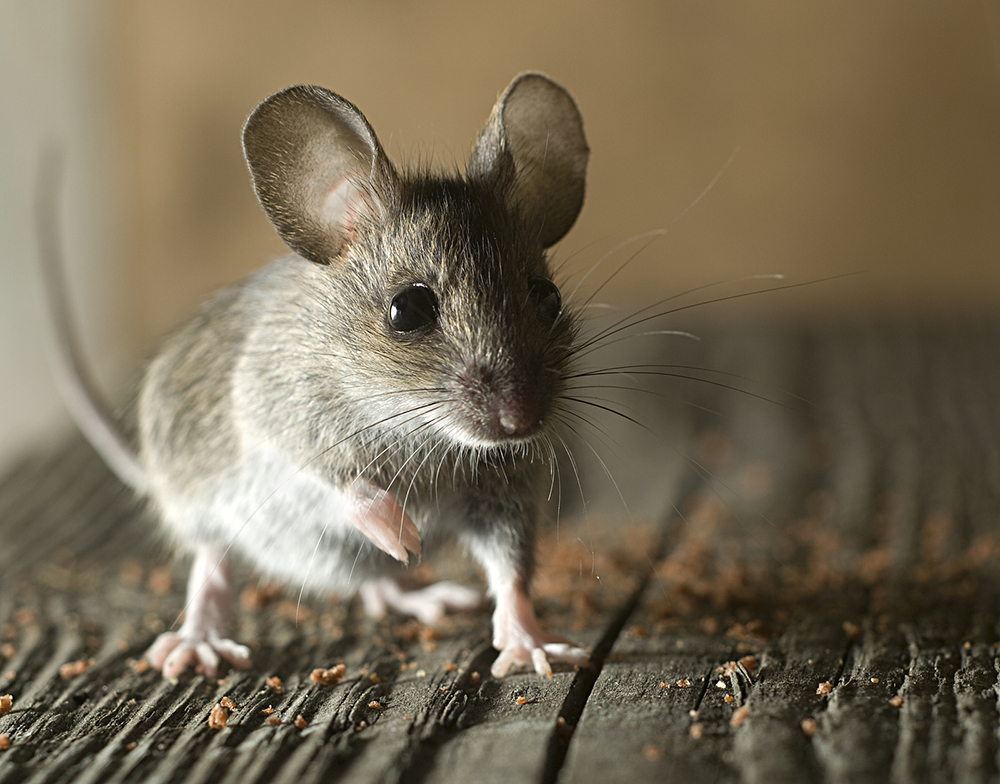 Exterminator Elizabeth NJ