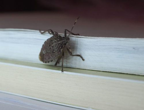 Three Easy Ways to Get Rid of Stink Bugs