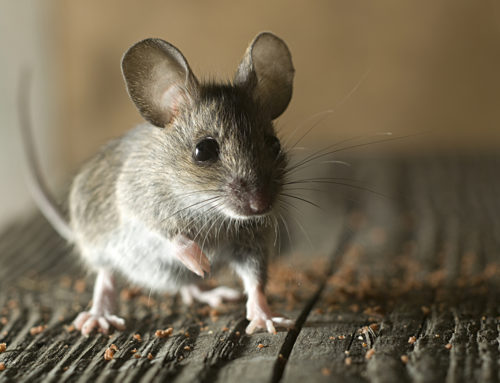 Top Signs of Mice in Your Home