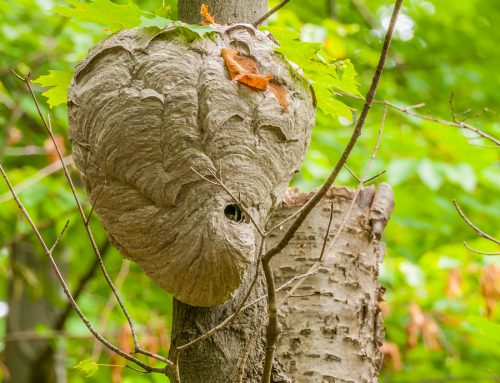 Baldfaced Hornets: What to Know