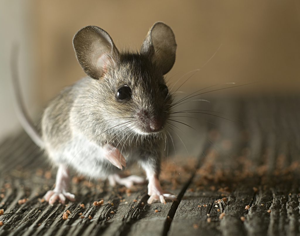 Pest Control Randolph NJ