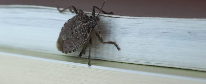 Stink Bug Monmouth County