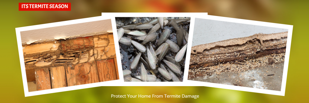 Termite Treatment Toms River NJ