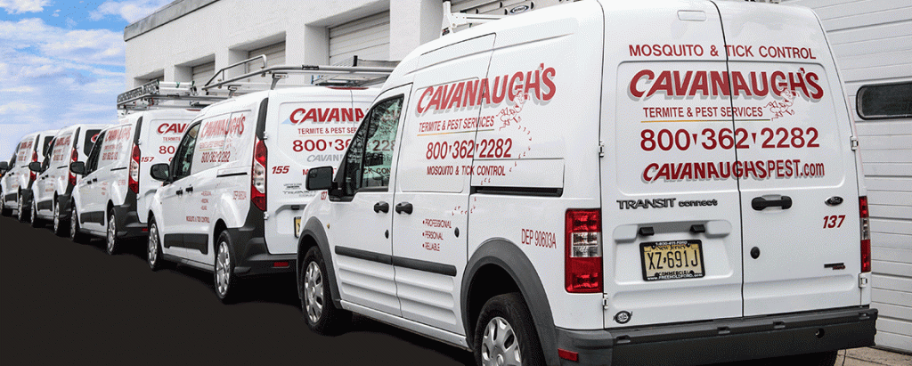 Pest-Control-hopewell-NJ